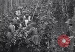 Image of hoppers of kent Kent England United Kingdom, 1915, second 21 stock footage video 65675029967