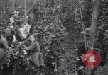 Image of hoppers of kent Kent England United Kingdom, 1915, second 24 stock footage video 65675029967