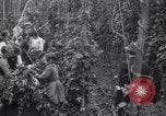 Image of hoppers of kent Kent England United Kingdom, 1915, second 25 stock footage video 65675029967