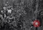 Image of hoppers of kent Kent England United Kingdom, 1915, second 26 stock footage video 65675029967