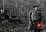 Immagine di USS Panay superstiti Cina, 1937, secondo 59 filmato di repertorio 65675029990