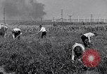 Immagine di Giardino dei lavoratori Dearborn Michigan USA, 1946, secondo 29 filmato di repertorio 65675030015