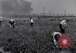 Immagine di Giardino dei lavoratori Dearborn Michigan USA, 1946, secondo 31 filmato di repertorio 65675030015