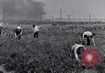 Immagine di Giardino dei lavoratori Dearborn Michigan USA, 1946, secondo 34 filmato di repertorio 65675030015