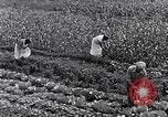 Immagine di Giardino dei lavoratori Dearborn Michigan USA, 1946, secondo 36 filmato di repertorio 65675030015