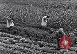 Immagine di Giardino dei lavoratori Dearborn Michigan USA, 1946, secondo 38 filmato di repertorio 65675030015