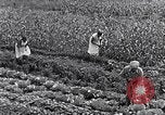 Immagine di Giardino dei lavoratori Dearborn Michigan USA, 1946, secondo 39 filmato di repertorio 65675030015