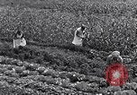 Immagine di Giardino dei lavoratori Dearborn Michigan USA, 1946, secondo 40 filmato di repertorio 65675030015