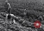 Immagine di Giardino dei lavoratori Dearborn Michigan USA, 1946, secondo 42 filmato di repertorio 65675030015