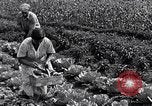 Immagine di Giardino dei lavoratori Dearborn Michigan USA, 1946, secondo 43 filmato di repertorio 65675030015