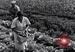 Immagine di Giardino dei lavoratori Dearborn Michigan USA, 1946, secondo 44 filmato di repertorio 65675030015
