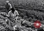 Immagine di Giardino dei lavoratori Dearborn Michigan USA, 1946, secondo 45 filmato di repertorio 65675030015
