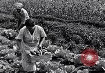 Immagine di Giardino dei lavoratori Dearborn Michigan USA, 1946, secondo 46 filmato di repertorio 65675030015