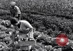 Immagine di Giardino dei lavoratori Dearborn Michigan USA, 1946, secondo 47 filmato di repertorio 65675030015