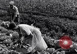 Immagine di Giardino dei lavoratori Dearborn Michigan USA, 1946, secondo 50 filmato di repertorio 65675030015