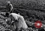 Immagine di Giardino dei lavoratori Dearborn Michigan USA, 1946, secondo 51 filmato di repertorio 65675030015
