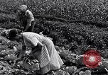 Immagine di Giardino dei lavoratori Dearborn Michigan USA, 1946, secondo 52 filmato di repertorio 65675030015