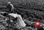 Immagine di Giardino dei lavoratori Dearborn Michigan USA, 1946, secondo 53 filmato di repertorio 65675030015