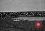 Image of meat industry United States USA, 1919, second 31 stock footage video 65675030036