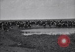 Image of meat industry United States USA, 1919, second 32 stock footage video 65675030036