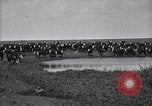 Image of meat industry United States USA, 1919, second 33 stock footage video 65675030036