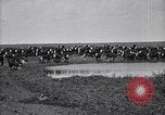 Image of meat industry United States USA, 1919, second 34 stock footage video 65675030036