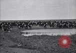 Image of meat industry United States USA, 1919, second 35 stock footage video 65675030036
