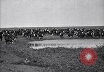 Image of meat industry United States USA, 1919, second 36 stock footage video 65675030036
