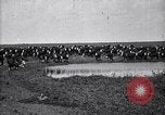 Image of meat industry United States USA, 1919, second 37 stock footage video 65675030036