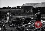 Standbild Schweinefleisch Verpackung United States USA, 1919, aus Sekunde 17 historischem Filmmaterial Videoclip 65675030037