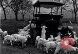Standbild Lämmer United States USA, 1919, aus Sekunde 4 historischem Filmmaterial Videoclip 65675030175