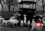 Standbild Lämmer United States USA, 1919, aus Sekunde 5 historischem Filmmaterial Videoclip 65675030175