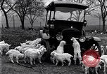Standbild Lämmer United States USA, 1919, aus Sekunde 7 historischem Filmmaterial Videoclip 65675030175