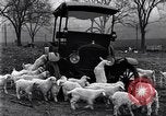 Standbild Lämmer United States USA, 1919, aus Sekunde 9 historischem Filmmaterial Videoclip 65675030175
