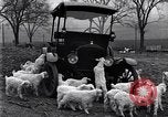 Standbild Lämmer United States USA, 1919, aus Sekunde 10 historischem Filmmaterial Videoclip 65675030175