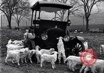 Standbild Lämmer United States USA, 1919, aus Sekunde 11 historischem Filmmaterial Videoclip 65675030175