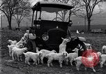 Standbild Lämmer United States USA, 1919, aus Sekunde 13 historischem Filmmaterial Videoclip 65675030175