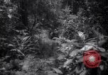 Image of lumbering operations Devil's Island French Guiana, 1939, second 1 stock footage video 65675030233