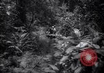 Image of lumbering operations Devil's Island French Guiana, 1939, second 3 stock footage video 65675030233
