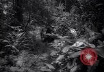Image of lumbering operations Devil's Island French Guiana, 1939, second 5 stock footage video 65675030233
