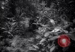 Image of lumbering operations Devil's Island French Guiana, 1939, second 6 stock footage video 65675030233