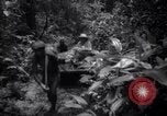 Image of lumbering operations Devil's Island French Guiana, 1939, second 8 stock footage video 65675030233