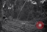 Image of lumbering operations Devil's Island French Guiana, 1939, second 19 stock footage video 65675030233