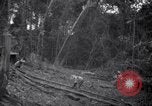 Image of lumbering operations Devil's Island French Guiana, 1939, second 20 stock footage video 65675030233