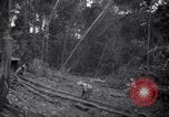 Image of lumbering operations Devil's Island French Guiana, 1939, second 21 stock footage video 65675030233