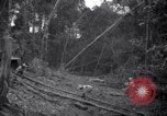 Image of lumbering operations Devil's Island French Guiana, 1939, second 22 stock footage video 65675030233