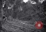 Image of lumbering operations Devil's Island French Guiana, 1939, second 23 stock footage video 65675030233