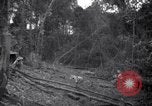 Image of lumbering operations Devil's Island French Guiana, 1939, second 24 stock footage video 65675030233
