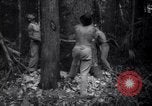 Image of lumbering operations Devil's Island French Guiana, 1939, second 30 stock footage video 65675030233
