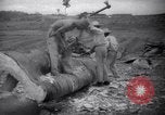 Image of lumbering operations Devil's Island French Guiana, 1939, second 34 stock footage video 65675030233
